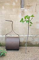 Vintage cast iron grass or garden roller leaning up against wall alongside newly planted Ficus - Fig tree