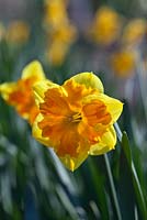 Narcissus 'Arwenack'