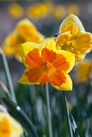 Narcissus 'Arwenack'