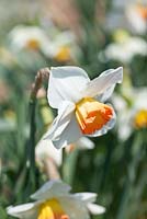 Narcissus 'Blair Atholl'