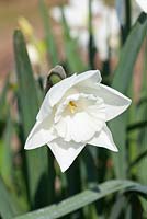 Narcissus 'Broadland'