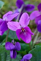 Viola odorata 'Barbara' - Violets at Grove Nursery, Dorset