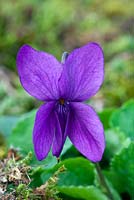 Viola odoata 'Baroness de Rothschild' - Violets at Grove Nursery, Dorset