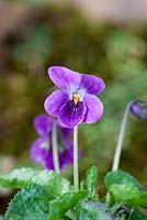 Viola odorata 'Admiral avellana' - Violets at Grove Nursery, Dorset