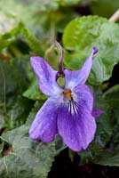 Viola odorata 'Fe Jalueine' - Violets at Grove Nursery, Dorset
