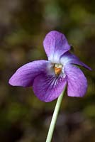 Viola odorata 'Dawnie' - Violets at Grove Nursery, Dorset
 