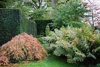 Formal clipped Yew hedges, Acer and Ferns - Vann, Surrey