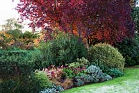 Prunus cerasifera glowing in autumn sunlight amongst mature evergreen shrubs and perennials - Coates Manor, Sussex