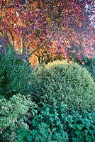 Prunus cerasifera glowing in autumn sunlight amongst mature evergreen shrubs including Buxus sempervirens 'Elegantissima' and perennials - Coates Manor, Sussex