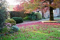 Liquidambar styraciflua 'Worplesdon' on lawn in autumn with borders of mature clipped evergreen shrubs and Nerine. Coates Manor, Sussex