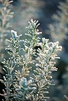 Rosmarinus officinalis with frost