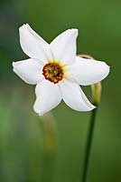 Narcissus poeticus var. recurvus

