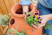Step by step - Planting herbs and flowers in a herb planter -   Viola tricolor. Pot by Dunne and Hazell