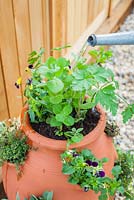 Step by step - Planting herbs and flowers in a herb planter. Finished pot planted with Thymus - Thyme 'Silver Posie' Double chamomile, Parsley, Basil, Mint, Sage, Thymus 'Doone Valley', Heartease. Pot by Dunne and Hazell