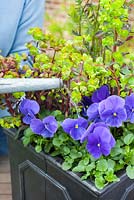 Step by step - Planting an early summer container with Euphorbia purpurea, Polemonium 'Bressingham Purple' and Viola - Pansies
