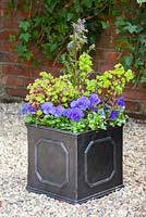 Step by step - Planting an early summer container. Finished pot with Euphorbia purpurea, Polemonium 'Bressingham Purple' and Viola - Pansies
 