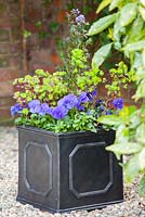 Step by step - Planting an early summer container. Finished pot with Euphorbia purpurea, Polemonium 'Bressingham Purple' and Viola - Pansies 
