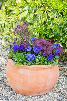 Step by step - Planting a purple and blue themed early summer container. Finished pot with Myosotis - Forget me nots, Viola 'True Blue' - Pansies, Heuchera 'Midnight Bayou' and Campanula 'Violet Belle' 