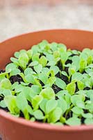Step by step - growing on Lettuce 'Lolla Rossa'