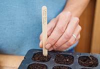 Step by step - Planting Calendula 'Citrus Cocktail' from seed and growing on