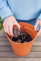 Step by step - Planting bulbs of Lilium regale in pots