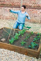 Step by step - using netting to protect Cabbage and Kale from cabbage white butterlies