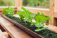 Step by step - Planting and growing on Pea 'Lincoln' seeds