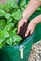 Step by step - Adding compost to sack planted with Potatoes 'Rooster'