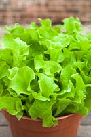 Step by step - Planting Lettuce 'Lollo Rossa' in container