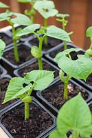 Step-by-step planting and growing on climbing French bean 'Fasold'