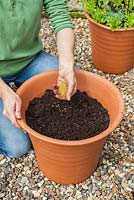Step-by-step Planting an orange and blue themed container - adding fertilizer to soil 