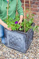 Step-by-step planting container using Morning Glory 'Star of Yelta' and Petunia 'Shockwave Denim'