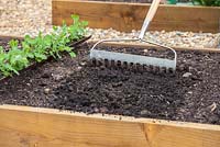 Step-by-step Planting out gutter grown pea plants in raised vegetable bed - raking soil 