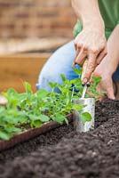 Step-by-step Planting out gutter grown pea 'Lincoln' plants in raised vegetable bed