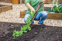 Step-by-step Planting out gutter grown pea 'Lincoln' plants in raised vegetable bed - tipping plants out into prepared soil 
