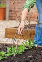Step-by-step Planting out gutter grown pea 'Lincoln' plants in raised vegetable bed - Placing branch plant supports around newly planted peas 
