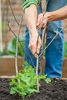 Step-by-step Planting out gutter grown pea 'Lincoln' plants in raised vegetable bed - Using branches as plant supports 