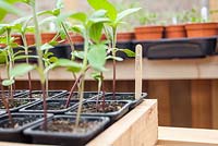 Step-by-step - Growing Sunflower 'Earthwalker' seedlings