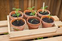 Step-by-step - Growing Cosmos 'Sweet Sixteen' in pots 