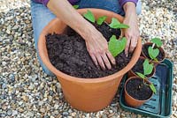 Step-by-step - Planting out Dwarf French Beans 'Purple King' plants in container