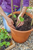 Step-by-step - Planting out Borlotto 'Firetongue' in container with wooden plant supports