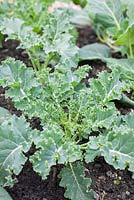 Step-by-step Cabbages in raised vegetable bed