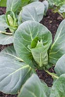 Step-by-step Cabbages in raised vegetable bed