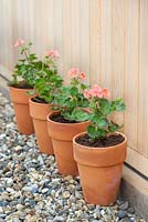 Row of newly repotted Pelargoniums.  