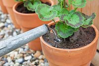 Step by step - watering newly repotted Pelargoniums 
