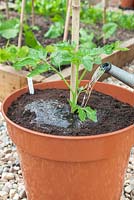 Step by step - repotting Tomato 'Orkado F1' adding bamboo plant support 