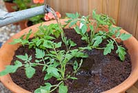 Step by step - repotting Tomato 'Tumbling Tom Red'  with bamboo plant support 