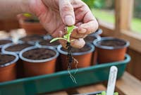Step by step - Dividing and repotting Nicotiana sylvestris plants 