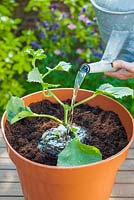 Step by step - repotting Melon 'Ogen' plant