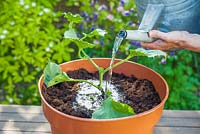 Step by step - repotting Melon 'Ogen' plant